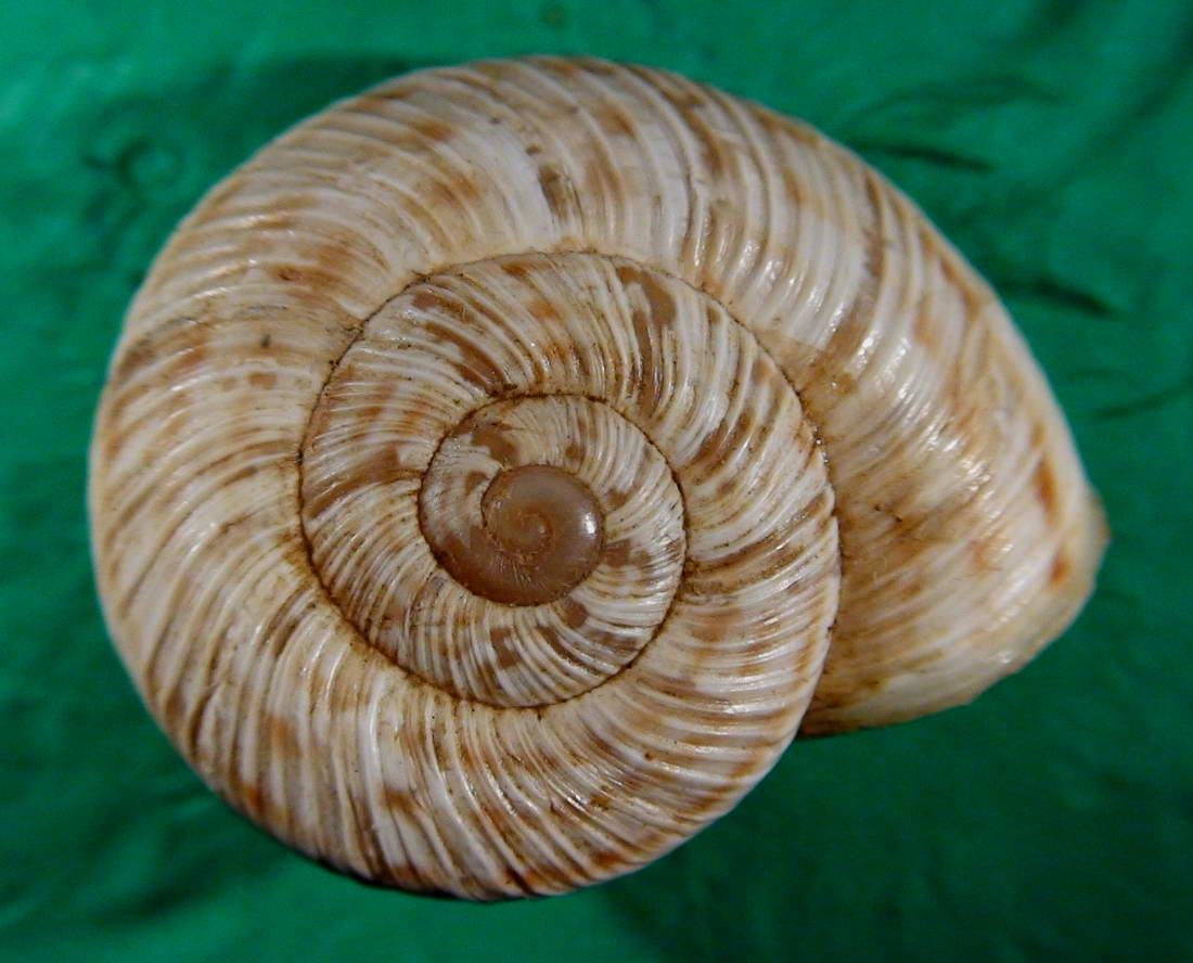 Marmorana (Ambigua) signata (Frussac, 1821)
